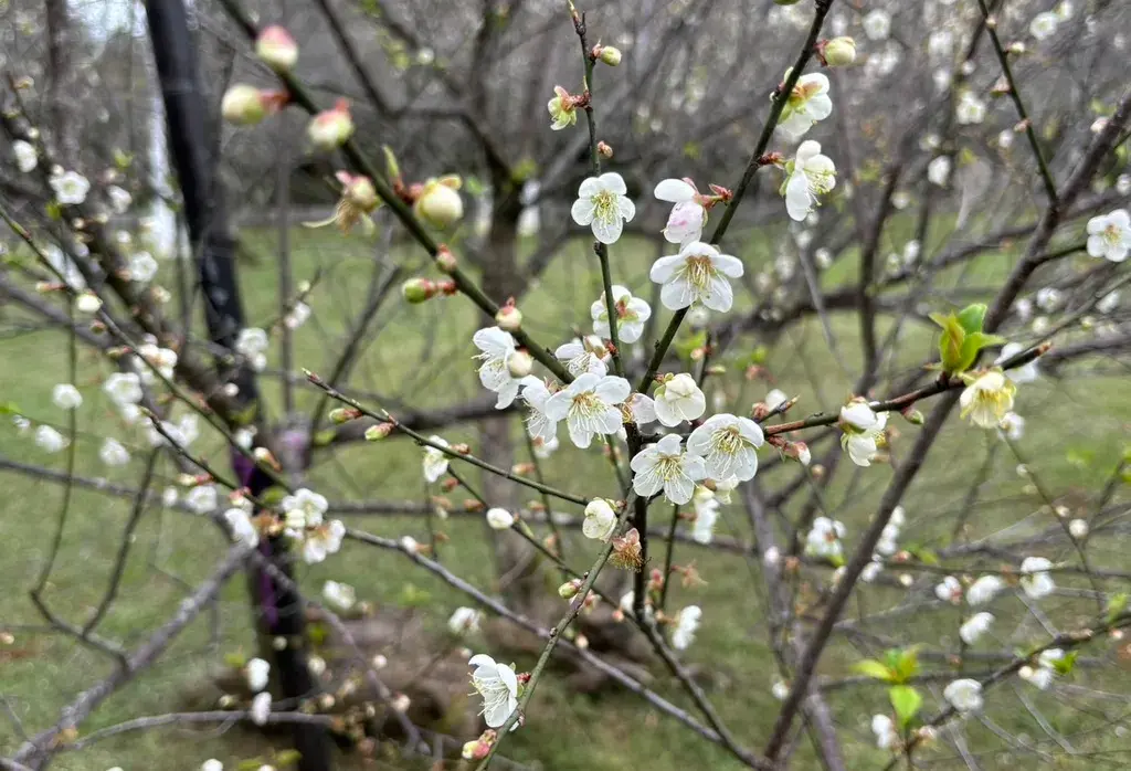 角板山梅園