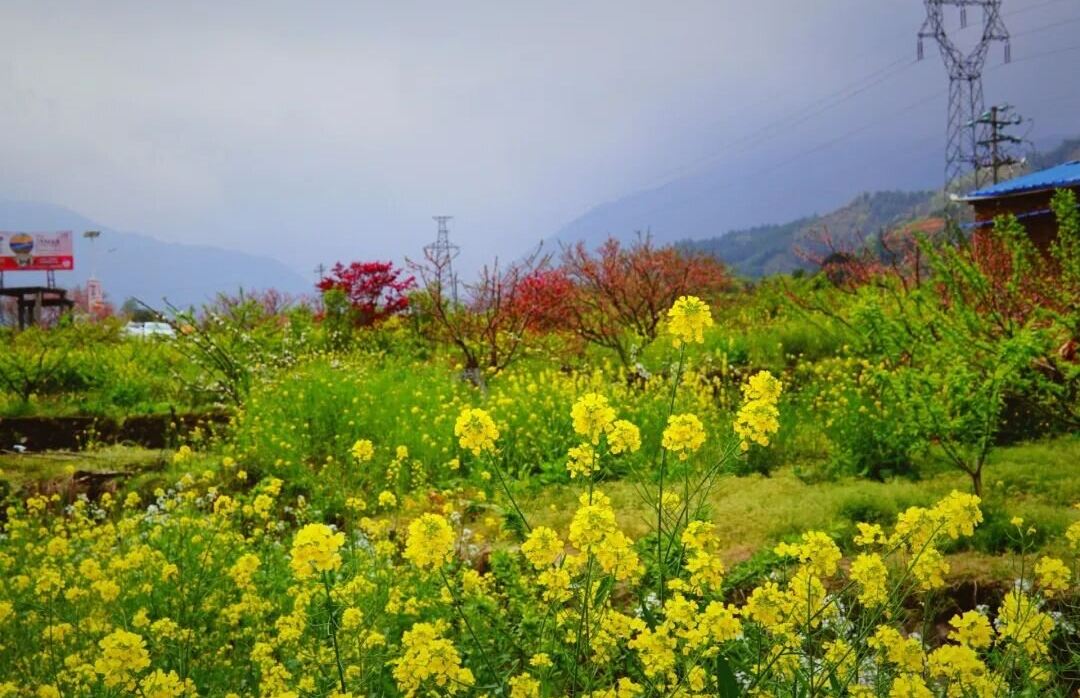 小林芝~九峯山李花