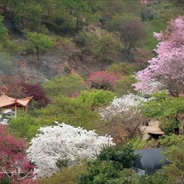 韶關+惠州3天團·《花之盛宴+温泉》 新豐櫻花峪+連平上坪桃花