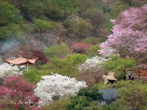 韶關+惠州3天團·《花之盛宴+温泉》 新豐櫻花峪+連平上坪桃花
