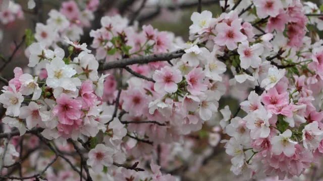 天適櫻花悠樂園