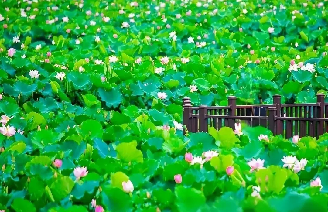 永安旅游