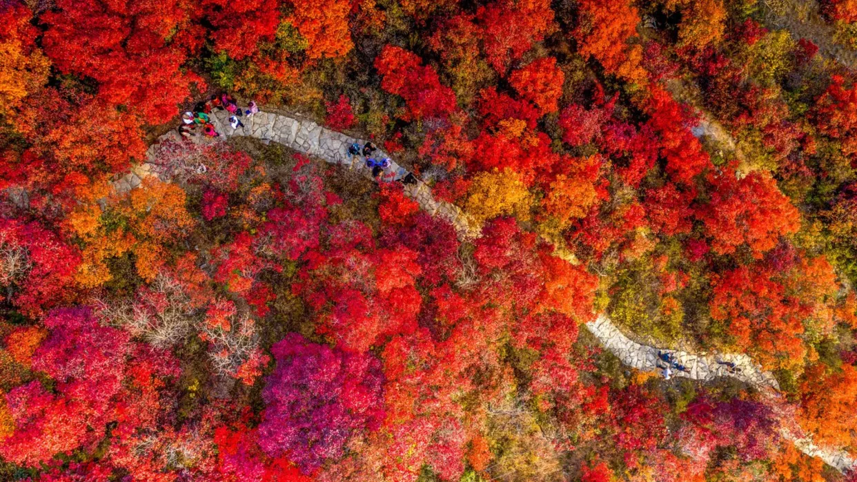 嶺南紅葉世界
