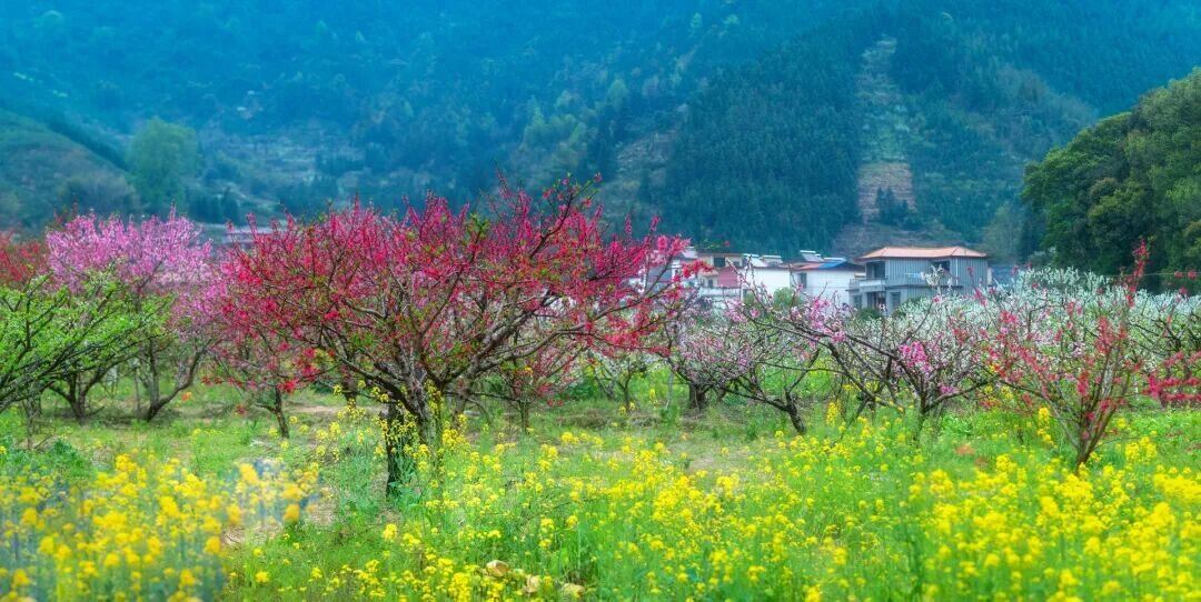 小林芝~九峯山李花
