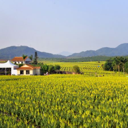 台山+中山2天團·《中國的蘆薈普羅旺斯》 “鎏金花園”~璦露德瑪蘆薈莊園 “百年洋樓羣”浮月村碉樓、橫欄西江花海長廊