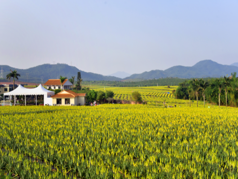 台山+中山2天團·《中國的蘆薈普羅旺斯》 “鎏金花園”~璦露德瑪蘆薈莊園 “百年洋樓羣”浮月村碉樓、橫欄西江花海長廊