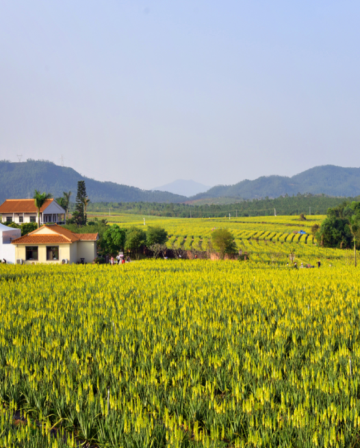 台山+中山2天團·《中國的蘆薈普羅旺斯》 “鎏金花園”~璦露德瑪蘆薈莊園 “百年洋樓群”浮月村碉樓、橫欄西江花海長廊