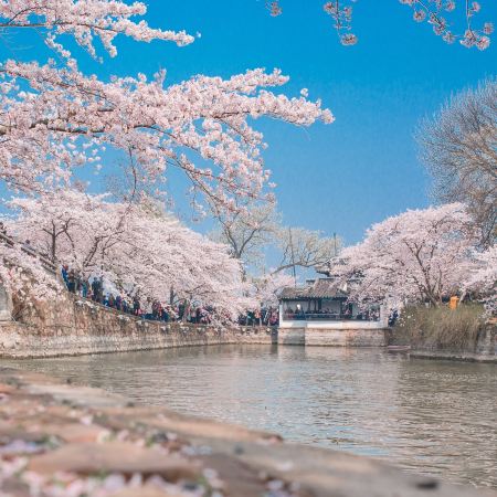 上海+蘇州+無錫+杭州6天團·🌸江南春之饗宴🌸世界級賞櫻勝地~黿頭渚、留園(賞迎春花、紫藤花)、中國四大賞梅勝地之一~香雪海、西湖(賞鬱金香)、新市古鎮(沉浸式宋韻雅宴) 上海+蘇州+無錫+杭州6天團·🌸江南春之饗宴🌸世界級賞櫻勝地~黿頭渚、留園(賞迎春花、紫藤花)、中國四大賞梅勝地之一~香雪海、西湖(賞鬱金香)、新市古鎮(沉浸式宋韻雅宴)