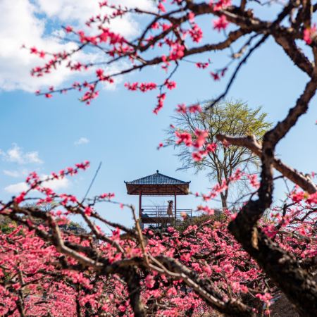 贛州+新豐+河源3天團·《贛南風情+世外桃源》 連平上坪桃花、保證入住贛州龍南凱裏亞德酒店+河源和平凱裏亞德酒店