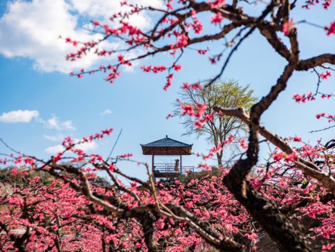 贛州+新豐+河源3天團·《贛南風情+世外桃源》 連平上坪桃花、保證入住贛州龍南凱裏亞德酒店+河源和平凱裏亞德酒店