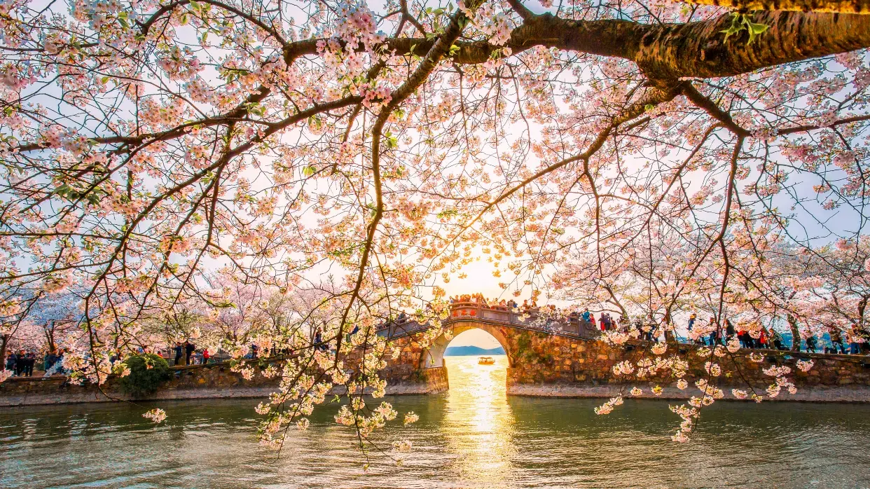 黿頭渚賞櫻花