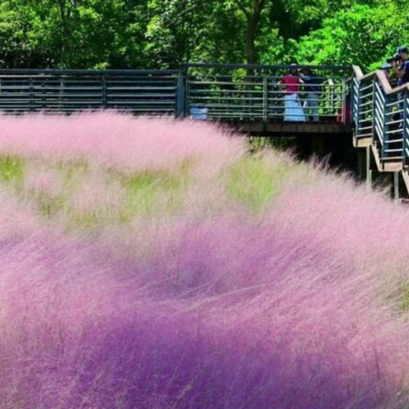 廣州2天團·《季節限定》金鐘湖公園(觀賞粉黛亂子草花海) 廣州動物園 (欣賞國寶大熊貓、華南虎等)【花膠魚肚燴翅湯+金秋大閘蟹宴】廣州順德純玩2天團