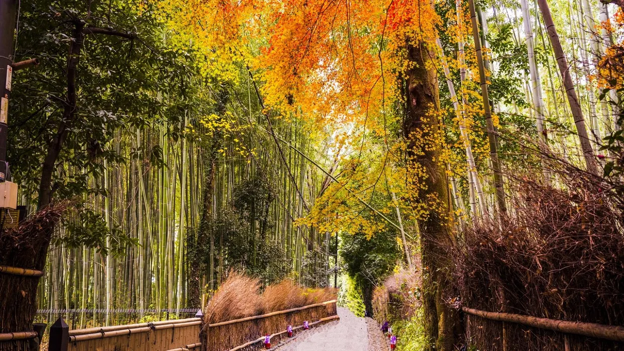 日本_京都_嵐山