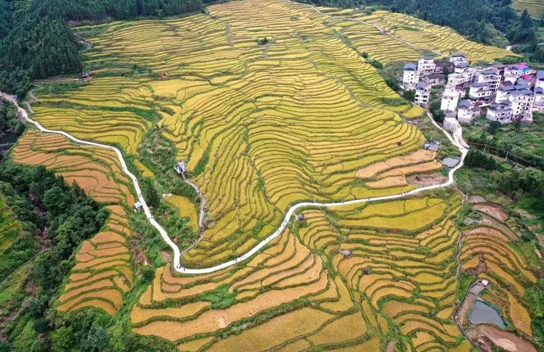 歐家金穗梯田