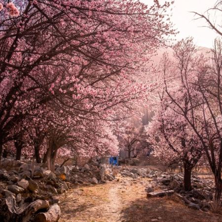 烏魯木齊+喀什市+阿克蘇市+庫車+庫爾勒11天團·春日南疆🌸 艾提尕爾清真寺、托木爾大峽谷、白沙湖、卡拉庫里湖、庫科西魯克杏花、香妃墓、金草灘、石頭城、塔吉克民族家訪、盤龍古道、喀什古城、天山天池【限定出發：3月25日- 4月5日】