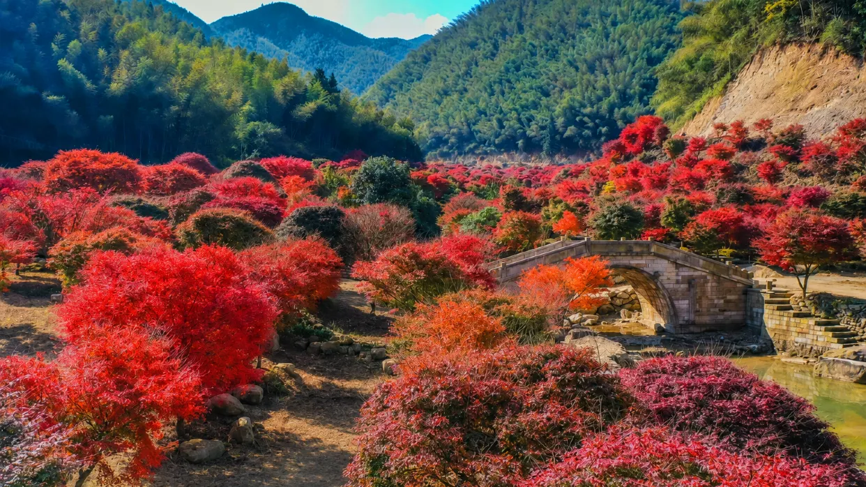 藍山谷秋楓