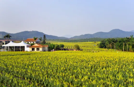 璦露德瑪蘆薈莊園