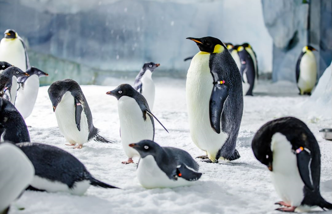 珠海長隆海洋王國