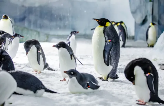 珠海長隆海洋王國