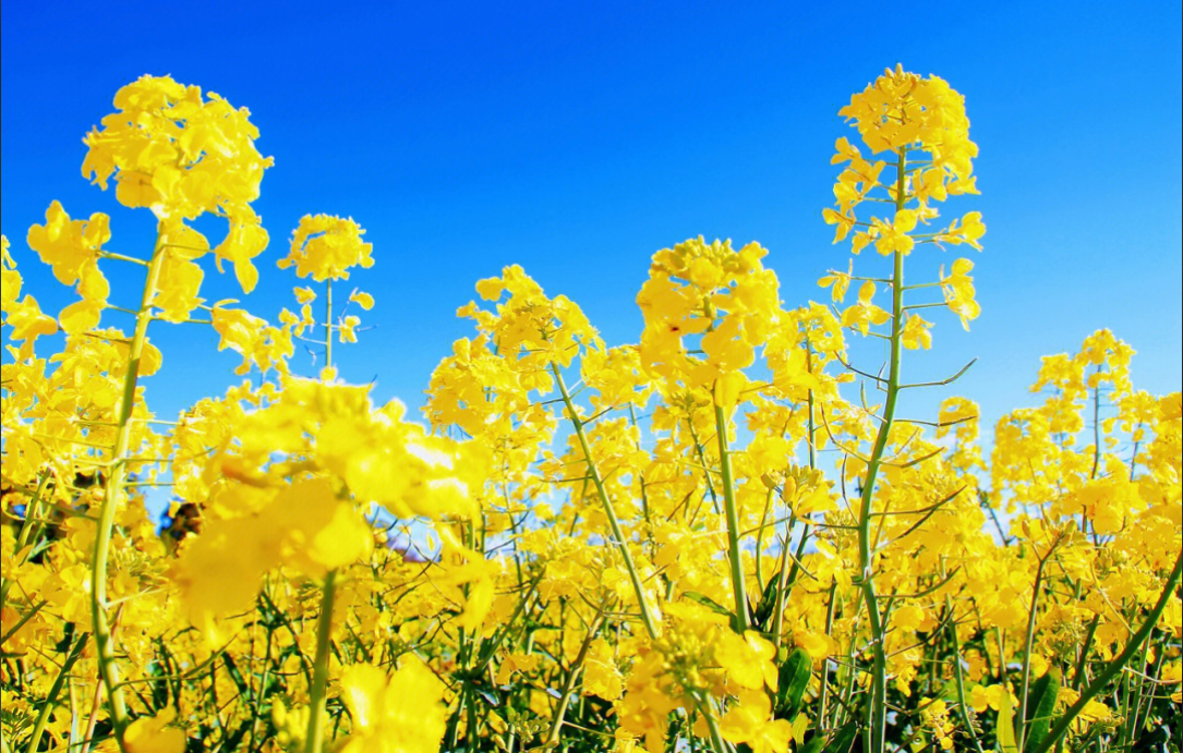 油菜花海