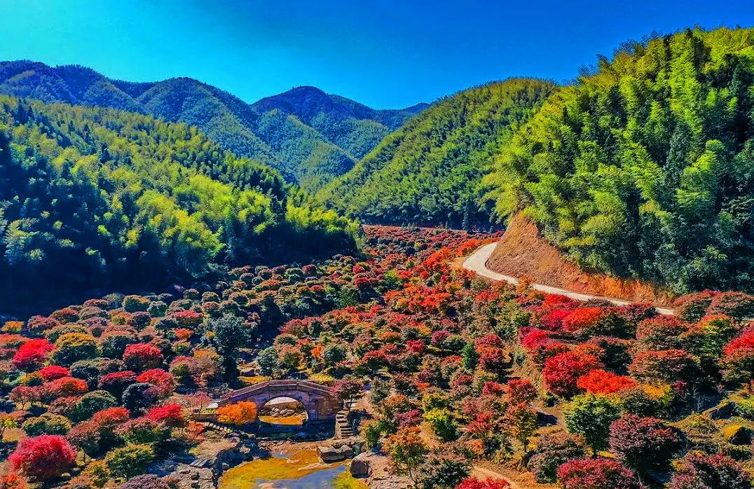 藍山谷秋楓
