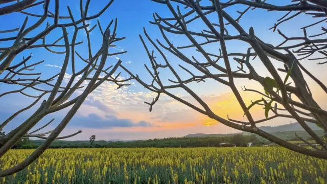 璦露德瑪蘆薈莊園