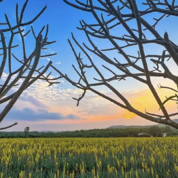 江門2天團·《時令花季~禾雀花+蘆薈花》璦露德瑪蘆薈莊園(蘆薈花海)+江門公坑寺(禾雀花)