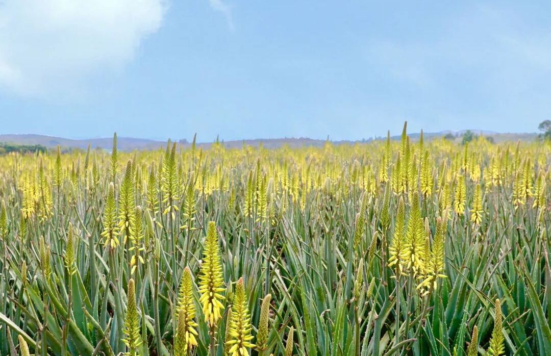 璦露德瑪蘆薈莊園