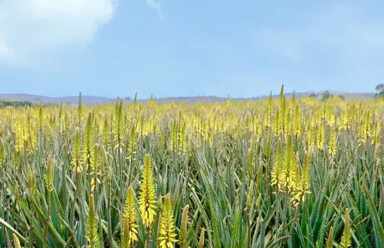 璦露德瑪蘆薈莊園