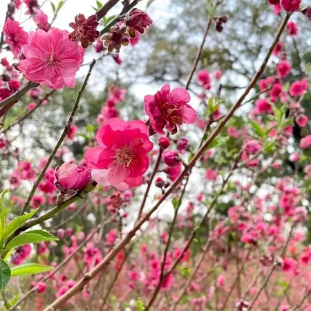廣州+深圳3天團·《花田喜事~遇見花開》《桃花澗觀賞桃花》海底世界深海奧祕《觀瀾海洋世界》國際品牌~Hilton深圳會