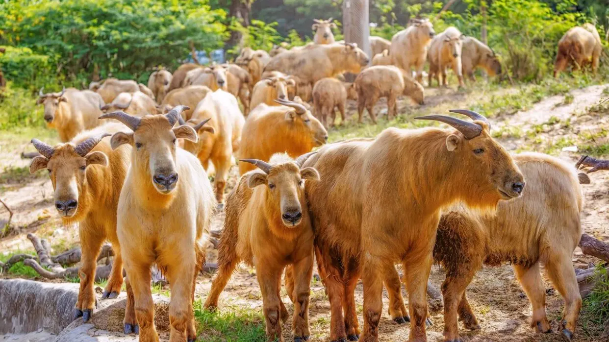 清遠長隆動物大越野