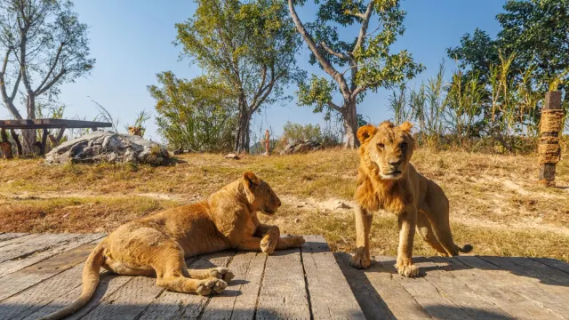 清遠長隆森林王國