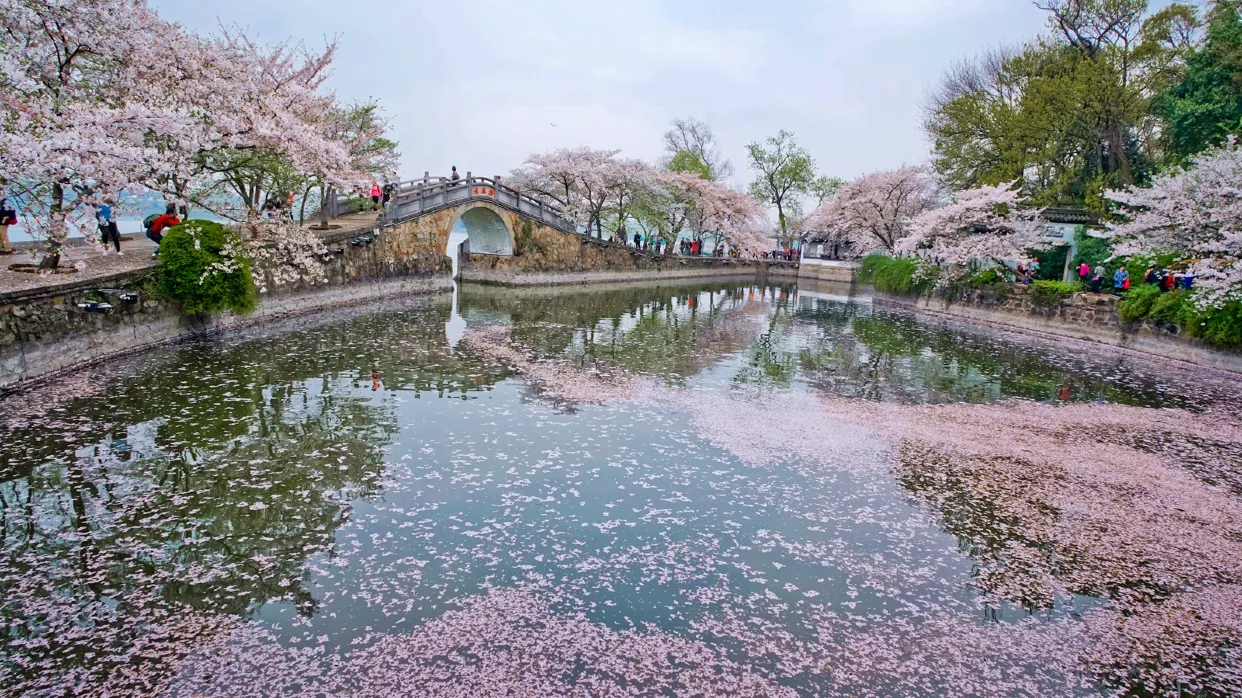 黿頭渚賞櫻花