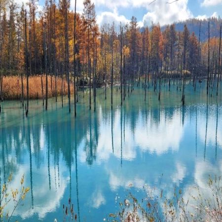 北海道7天團·美瑛の青池、白鬚瀑布、美瑛~四季彩の丘、「賞紅葉名所」層雲峽、旭山動物園、「賞紅葉名所」三國峠展望台、十勝牧場、足寄動物化石博物館、浪漫小樽運河、札幌、2晚露天風呂溫泉酒店
