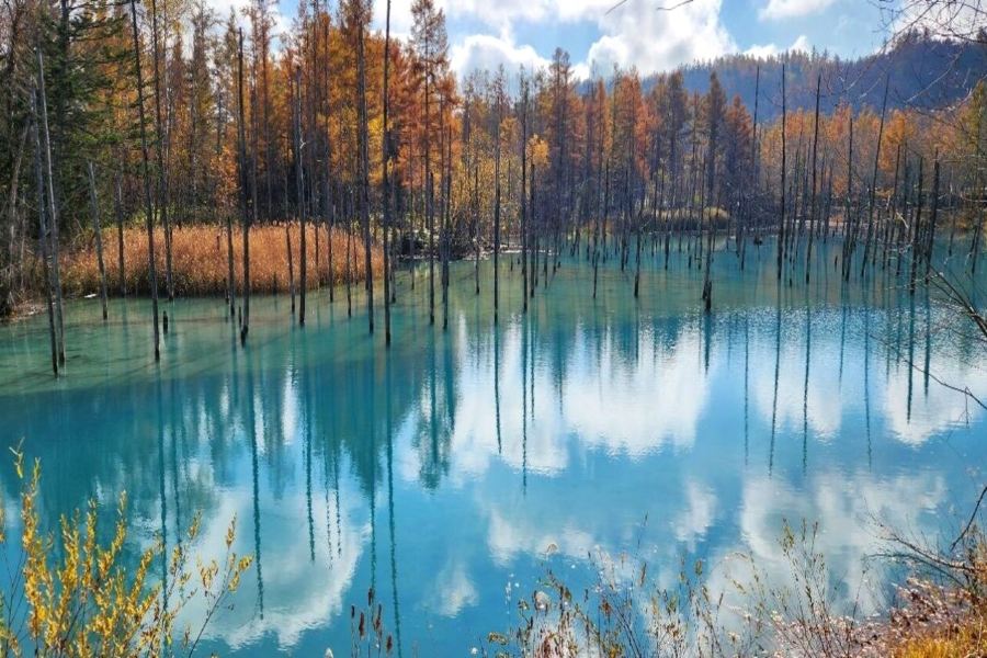 北海道7天團·美瑛の青池、白鬚瀑布、美瑛~四季彩の丘、「賞紅葉名所」層雲峽、旭山動物園、「賞紅葉名所」三國峠展望台、十勝牧場、足寄動物化石博物館、浪漫小樽運河、札幌、2晚露天風呂溫泉酒店