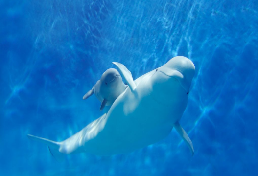 珠海長隆海洋王國