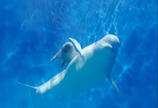 珠海長隆海洋王國