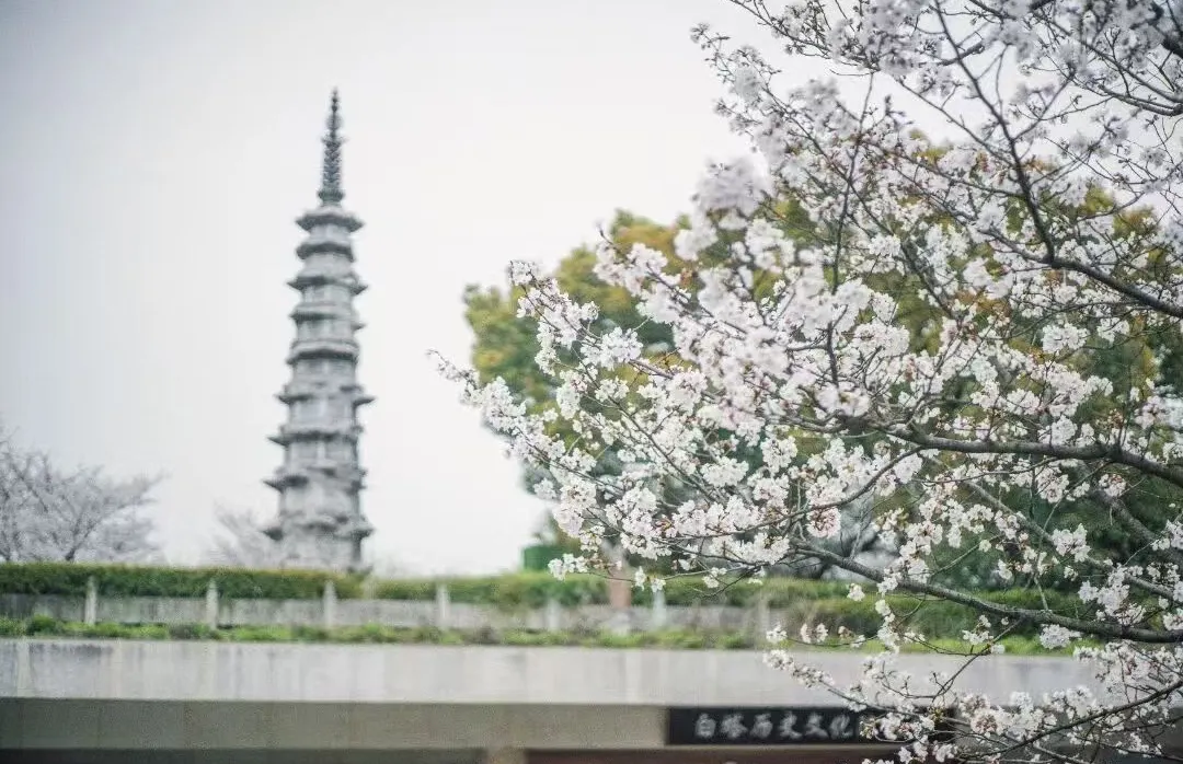白塔公園賞杏花