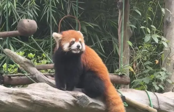 廣州動物園