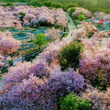 韶關2天團·韶關春日限定浪漫賞櫻+任浸峇里島風情畔山温泉(每天首團首10位貴賓報名提升入住湖景雙床客房)