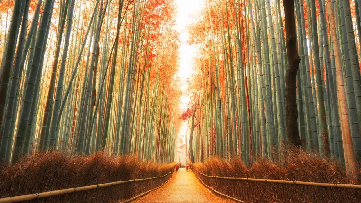 日本_京都_嵐山