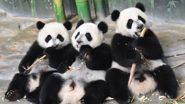 長隆動物園
