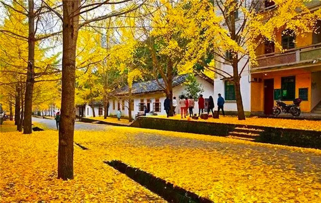 帽子峰金秋銀杏
