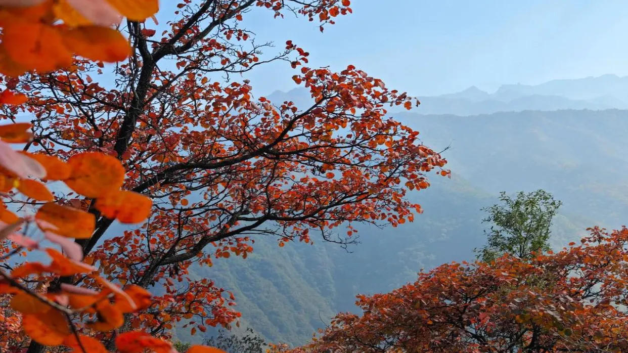 圭峰山風景區賞紅葉