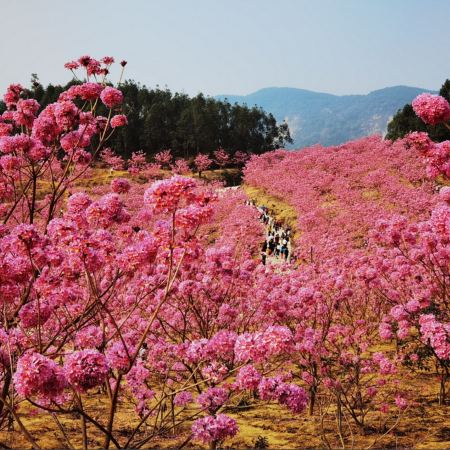 江門+佛山3天團·季節限定賞紫花風鈴木花海+美食饌宴《廣州海晏樓》+《楓林小館》+【任食五洞牛肉宴】+【夠料私房菜宴】