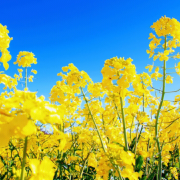 清遠2天團·清遠賞花+美景清遠版「世外桃源」(賞千畝花海) 挑戰「古龍峽」12項世界紀錄雲天玻霸(重本包門票)