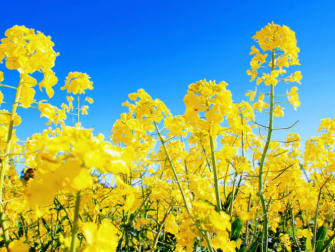 清遠2天團·清遠賞花+美景清遠版「世外桃源」(賞千畝花海) 挑戰「古龍峽」12項世界紀錄雲天玻霸(重本包門票)