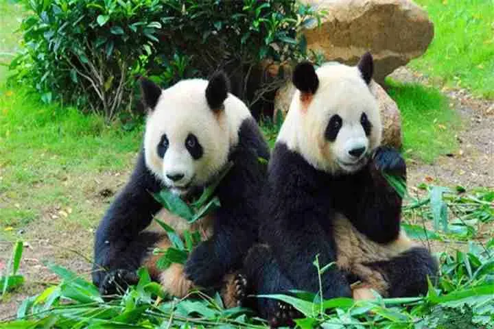 深圳野生動物園
