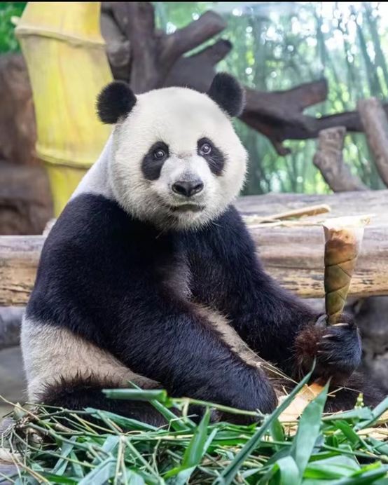 廣州+佛山3天團·《重本包門票~近距離欣賞珍稀動物、廣州動物園+嶺南園林藝術館、寶墨園》