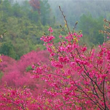 韶關3天團·《峪見•櫻花+天空之城》 “千畝浪漫櫻花田”~新豐櫻花峪 +《天空之城》嶺南紅葉世界